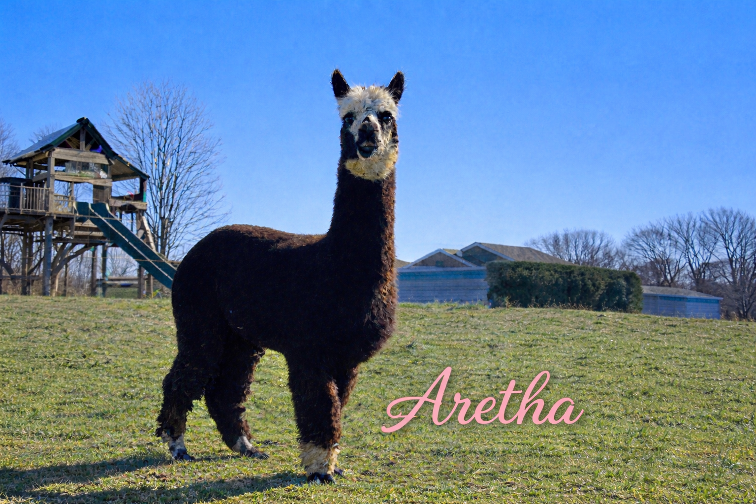 Aretha - Unproven Female at Count Your Blessings Farm